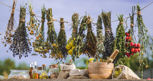 La Mia Nuova Avventura con Orti: Storie di Erbe e Tisane